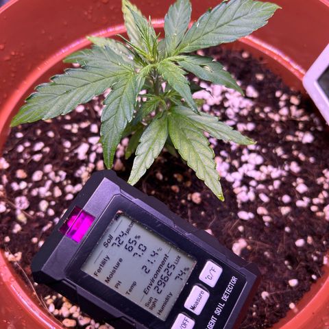 1.0 growlog timeline photo