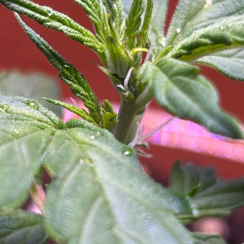 1.0 growlog timeline photo