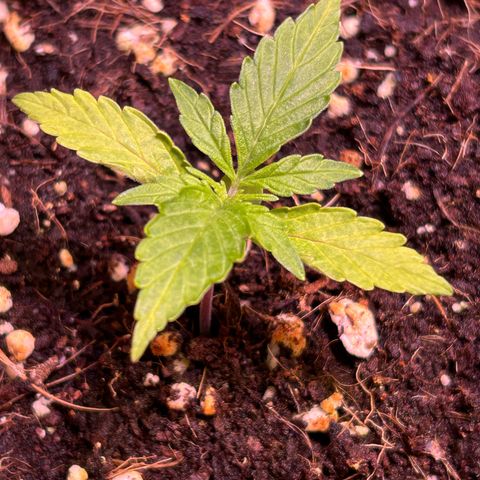 2.0 growlog timeline photo