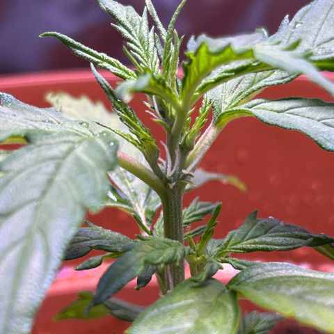 1.0 growlog timeline photo