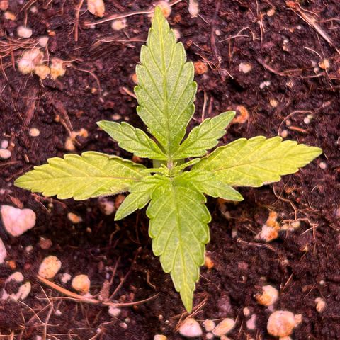 2.0 growlog timeline photo