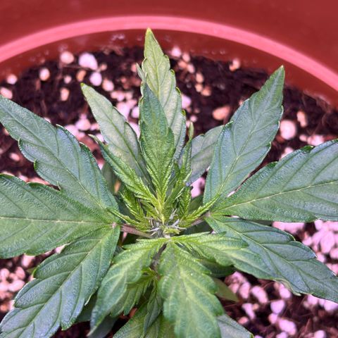 1.0 growlog timeline photo