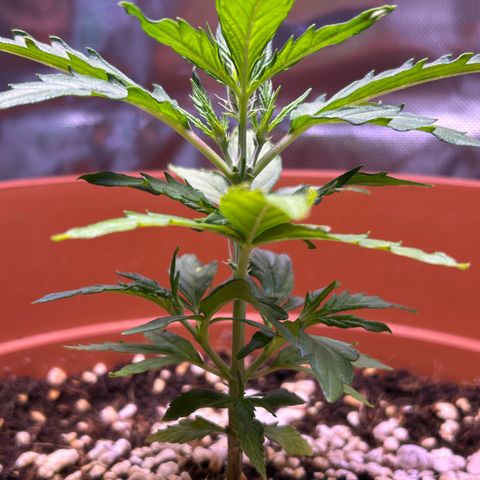 1.0 growlog timeline photo