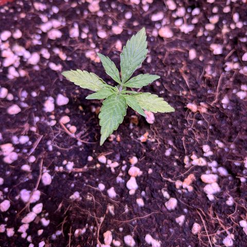 2.0 growlog timeline photo