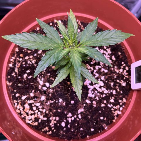 1.0 growlog timeline photo