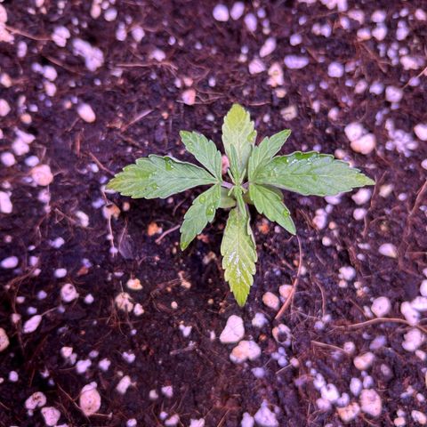 2.0 growlog timeline photo