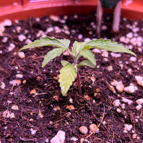 2.0 growlog timeline photo