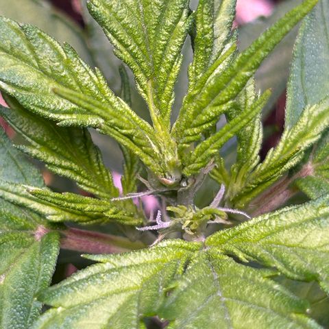 1.0 growlog timeline photo