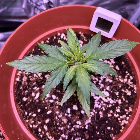 1.0 growlog timeline photo