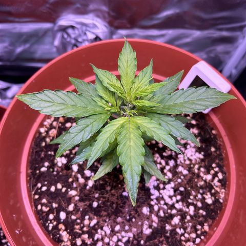 1.0 growlog timeline photo