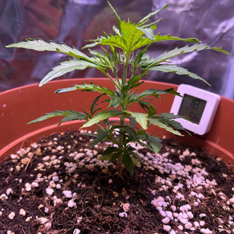 1.0 growlog timeline photo