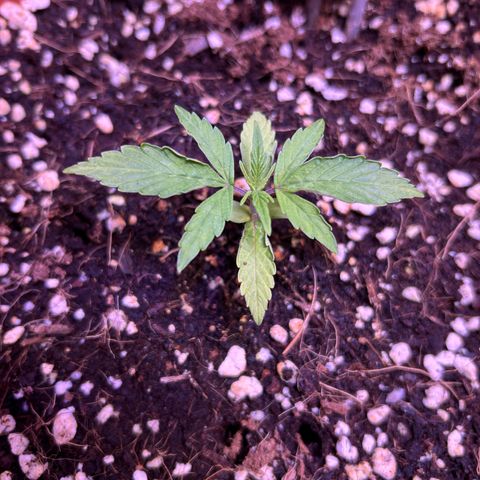 2.0 growlog timeline photo