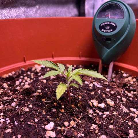 2.0 growlog timeline photo