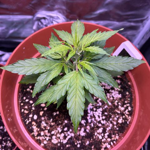 1.0 growlog timeline photo