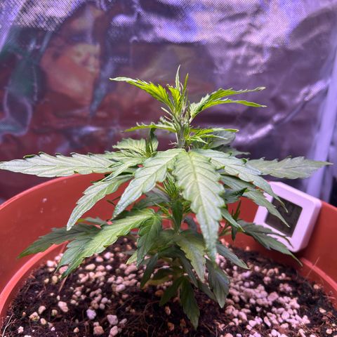 1.0 growlog timeline photo