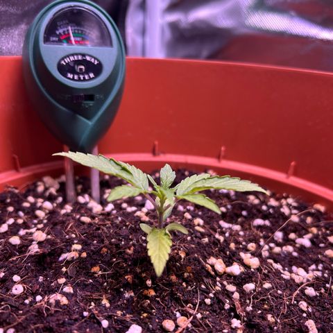 2.0 growlog timeline photo