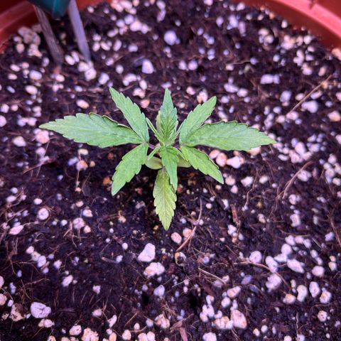 2.0 growlog timeline photo