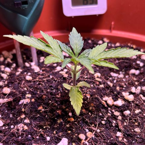 2.0 growlog timeline photo