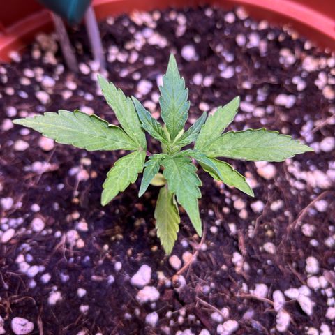 2.0 growlog timeline photo
