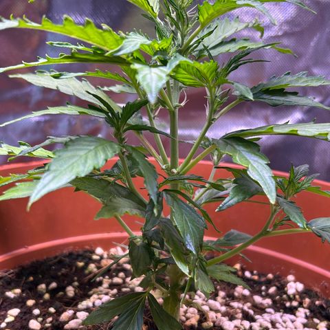 1.0 growlog timeline photo