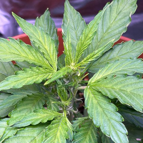 1.0 growlog timeline photo