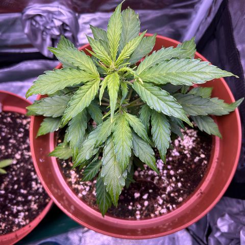 1.0 growlog timeline photo