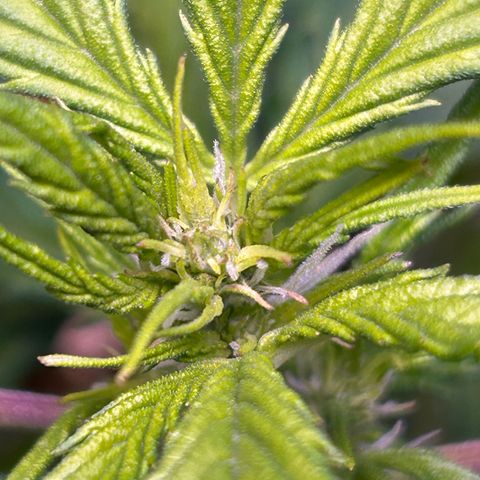1.0 growlog timeline photo