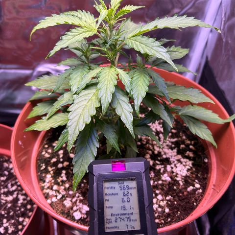 1.0 growlog timeline photo