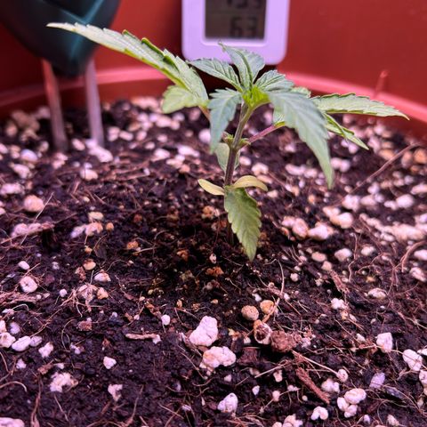 2.0 growlog timeline photo