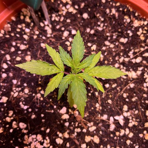 2.0 growlog timeline photo