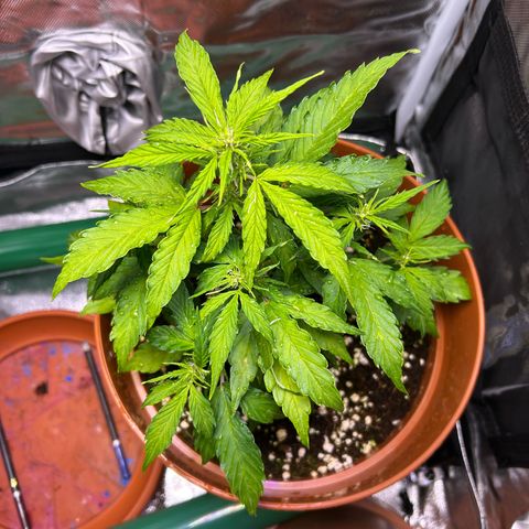 1.0 growlog timeline photo