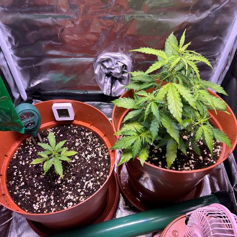 1.0 growlog timeline photo
