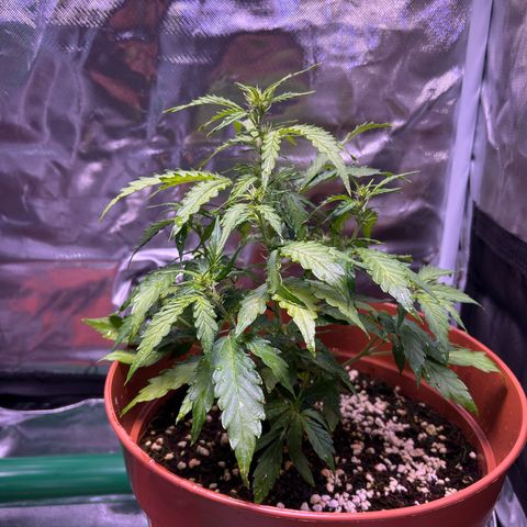 1.0 growlog timeline photo