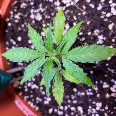 2.0 growlog timeline photo
