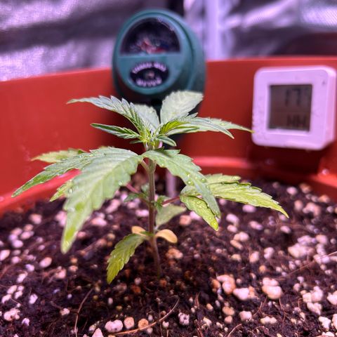 2.0 growlog timeline photo