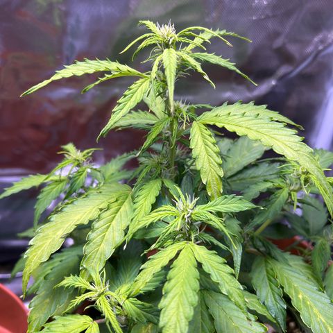 1.0 growlog timeline photo