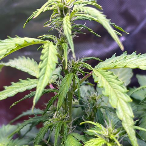 1.0 growlog timeline photo
