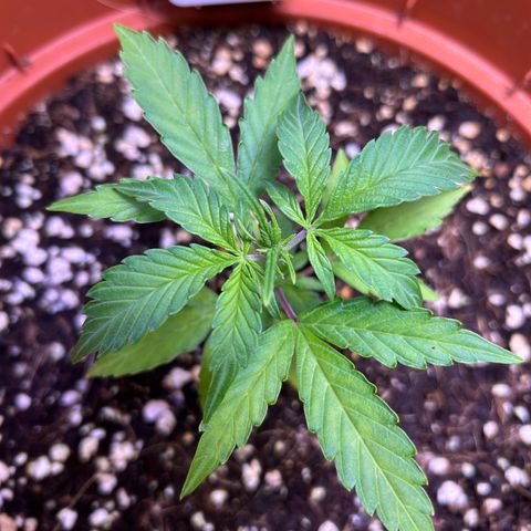 2.0 growlog timeline photo