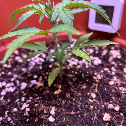 2.0 growlog timeline photo