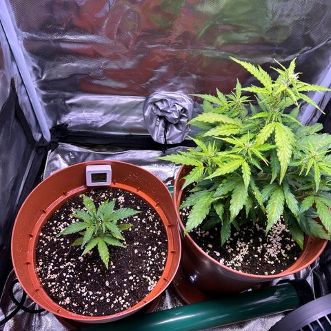 1.0 growlog timeline photo