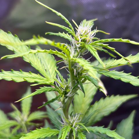 1.0 growlog timeline photo