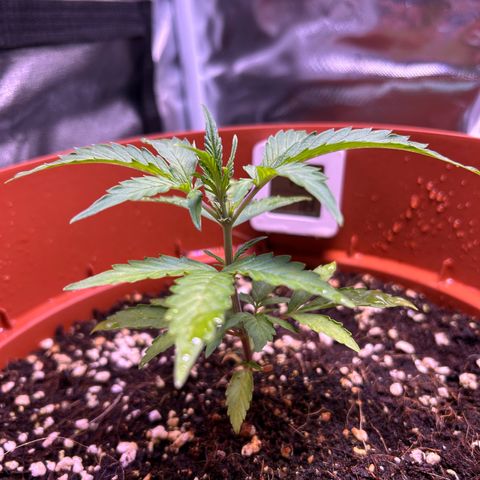 2.0 growlog timeline photo