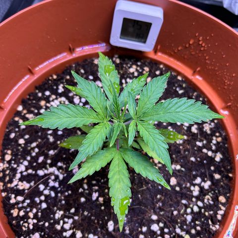 2.0 growlog timeline photo