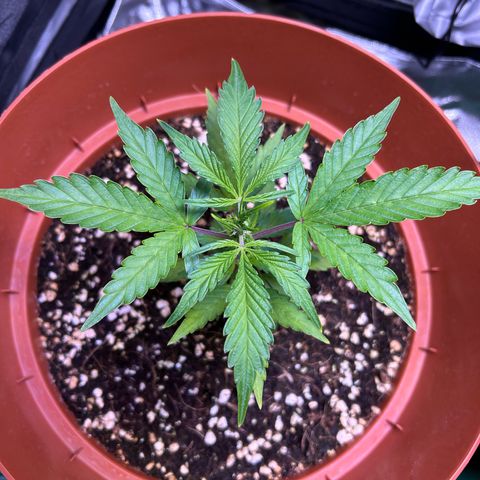 2.0 growlog timeline photo