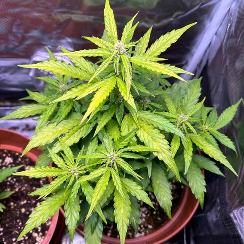 1.0 growlog timeline photo