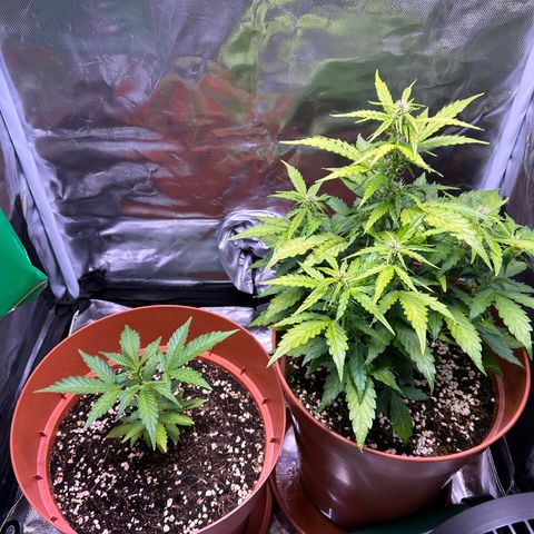 1.0 growlog timeline photo