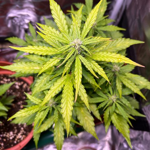 1.0 growlog timeline photo