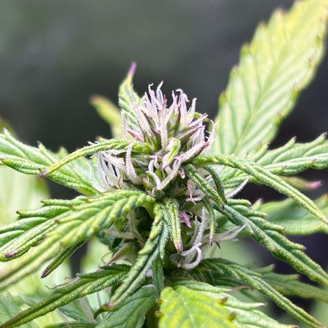1.0 growlog timeline photo