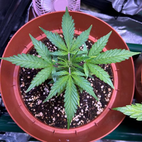 2.0 growlog timeline photo