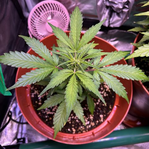 2.0 growlog timeline photo